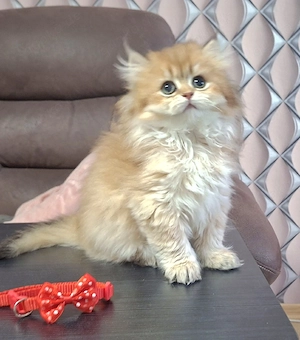 Goldene BKH & BLH Kitten