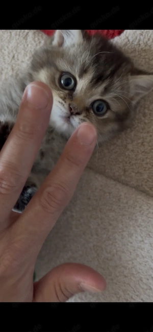 Reinrassige BKH kitten noch 2 Weibchen übrig!