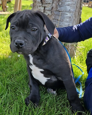 American Bully-Welpen