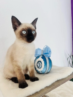 Reinrassiger Siam Kater sucht ein liebevolles Zuhause
