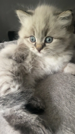 BKH Britisch Kurzhaar Kitten  Bild 2