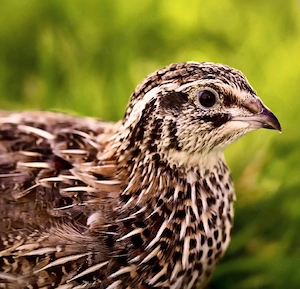 Wachteln Celadon Wachteln