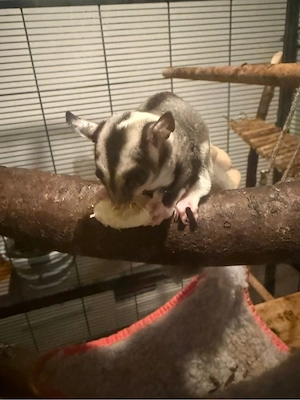 Süßes Sugar Glider Baby abzugeben   