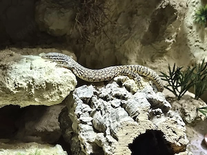 Stachelschwanzvaran Varanus Acanthurus 