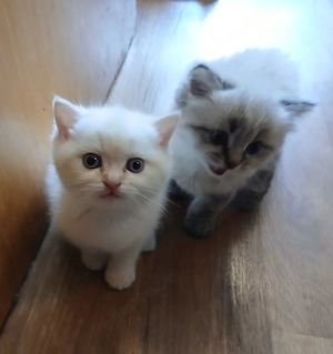 BKH Britisch Kurzhaar Kitten  Bild 5