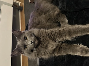 Main coon + sibirische Katze mix
