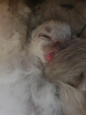 Heilige Birma Kätzchen