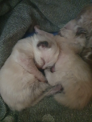 Heilige Birma Kätzchen Bild 8