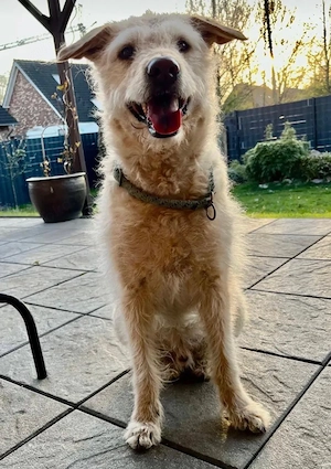 Easy sucht ein neues Zuhause Bild 2