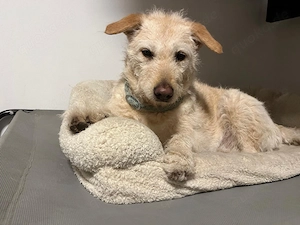 Easy sucht ein neues Zuhause Bild 3