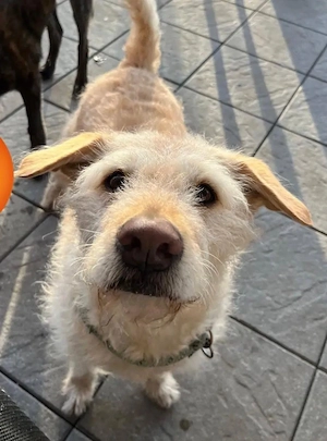 Easy sucht ein neues Zuhause