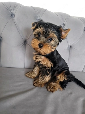 Yorkshire Terrier Welpe: Traumhaftes Puppengesicht & Mega-Wimpern!