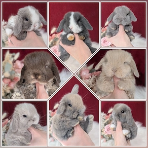 Zwergkaninchen, Zwergwidder,Hase, Kaninchen, Minilop 