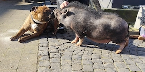 Handzahmes Hausschwein 