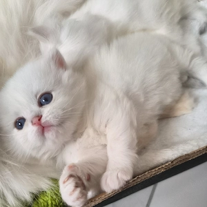 Reinrassige Britisch Langhaar 