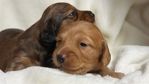 Zwergdackel Langhaar Red  Cream 