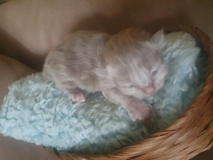 Heilige Birma Kätzchen Bild 5