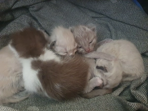 Heilige Birma Kätzchen Bild 9