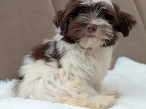 Havaneser Welpe Hündin, brauner Nase und Tatzen