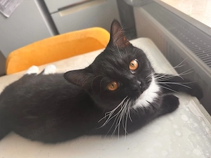 BKH-Kater 6 Monate alt