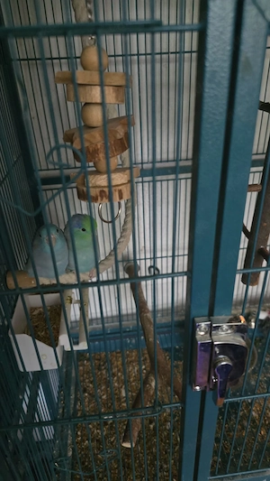 Verkaufe zwergpapageien 