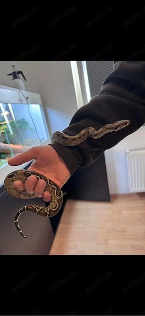 2 Boa Imperator Männchen abzugeben