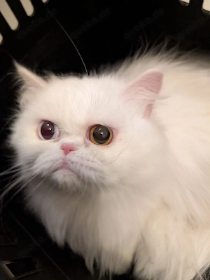 Perser katze mit zwei verschiedene Augenfarben