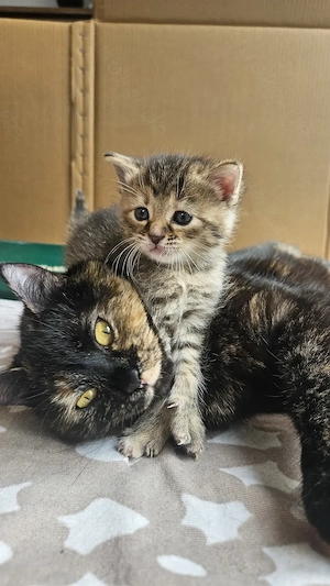 Vier süße Mix-Kätzchen