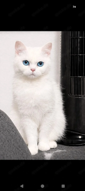 BKH mit schönen Blauen 