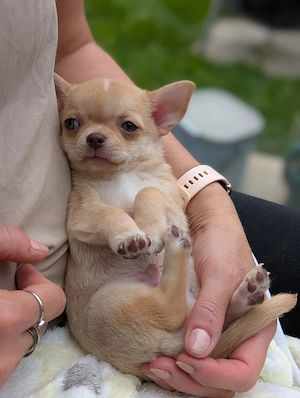 Wunderschöne Chihuahua Welpen in KH 