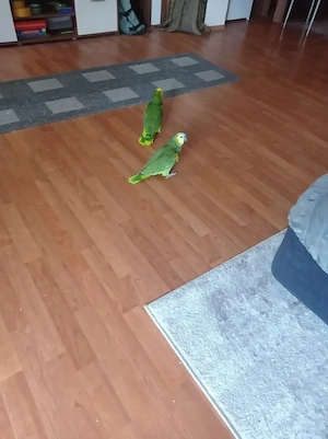 Blaustirnamazonen männlich und weiblich 