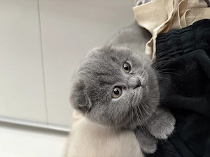 BKH Kitten    nur ernstgemeinte Anfragen