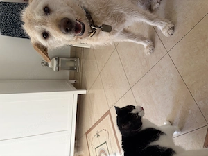 Easy sucht ein neues Zuhause Bild 4