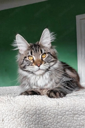 5 Monate altes, flauschiges Katerchen   geimpft, kinderlieb und geräuschunempfindlich, sucht ein lie