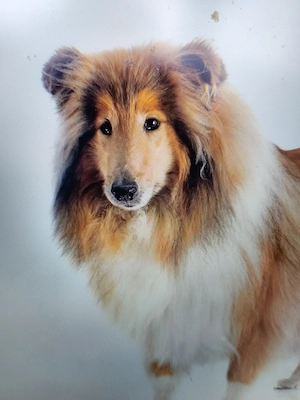 Suche englischen Collie, gerne etwas älter bis etwa 8 Jahre