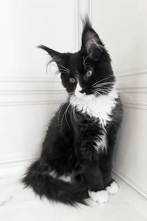 Wunderschöner, 5 Monate alter Tuxedo-Rüde   lieb, gesellig und familienbereit