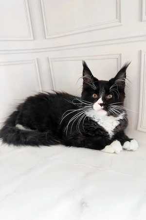 Wunderschöner, 5 Monate alter Tuxedo-Rüde   lieb, gesellig und familienbereit