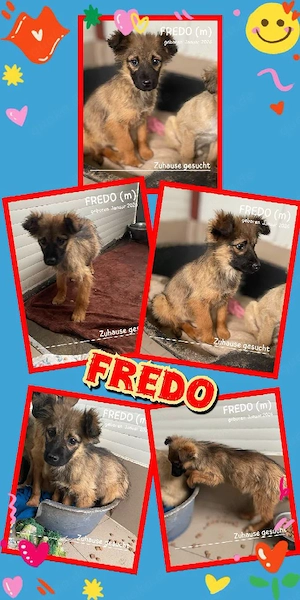 wunderschöner, goldiger Welpenjunge "Fredo" sucht ein schönes Zuhause