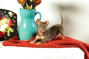 Wunderschöner Wurf Russkiy Toy Welpen zu verkaufen