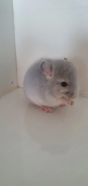 Zwei süße Chinchilla Babys Böckchen Blue Diamond  RPAT und RPA bald zur Abgabe