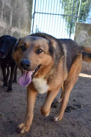 Gianna sucht ihr Zuhause