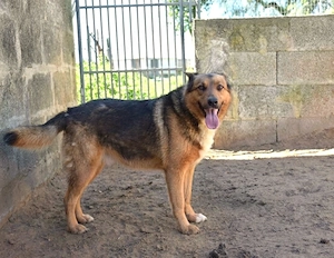 Gianna sucht ihr Zuhause