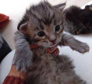 Maine Coon Kitten Grosse Jungs