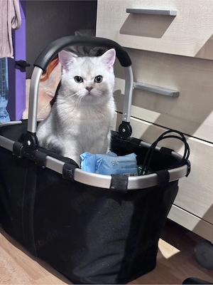 Zwei liebevolle Katzen suchen ein neues Zuhause