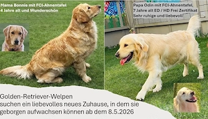Zwei liebevolle Golden Retriever Welpen (Rüden) suchen ihr Zuhause