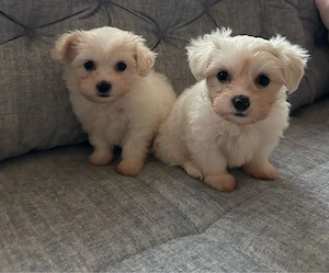 Süsse Malteser Welpen