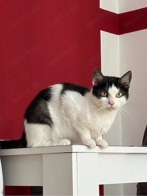 zwei liebevolle katzen