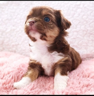 Reinrassige Chihuahua Welpen 