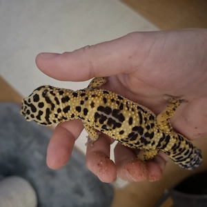 Leopardengecko Männchen