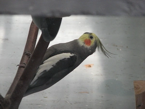 Einsamer Nymphensittich sucht...